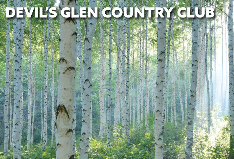 Birch trees in the summer