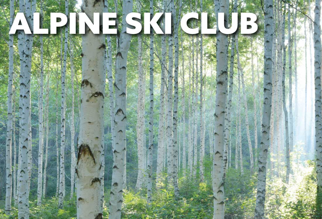 Birch trees in the summer
