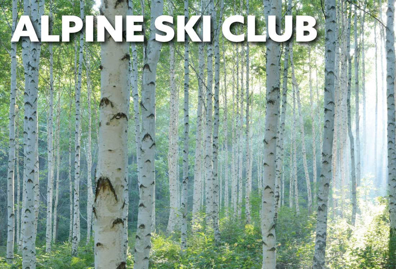 Birch trees in the summer