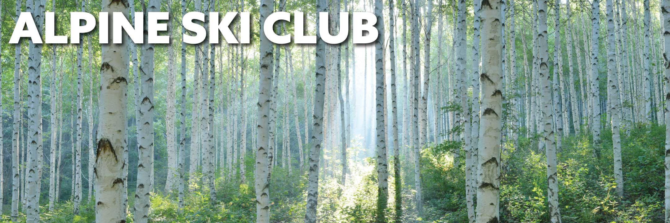 Birch trees in the summer