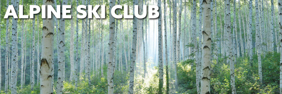 Birch trees in the summer