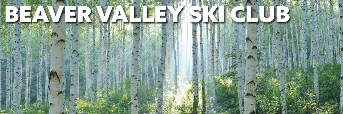 Birch trees in the summer