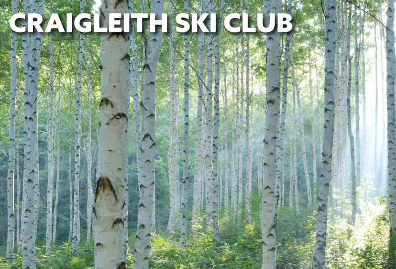 Birch trees in the summer