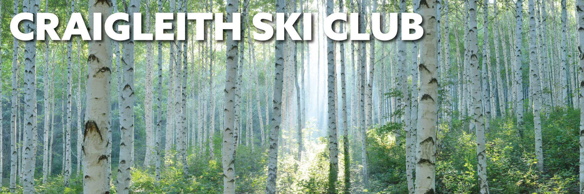 Birch trees in the summer