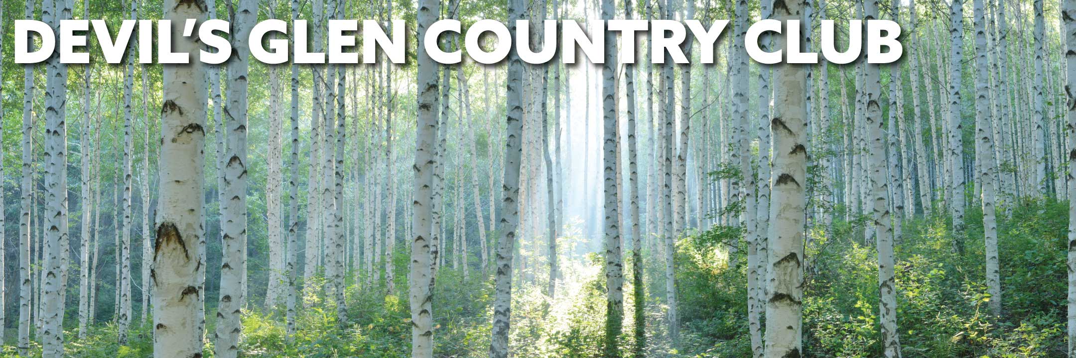 Birch trees in the summer