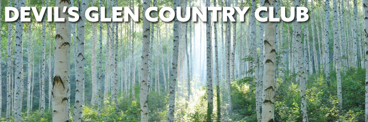 Birch trees in the summer