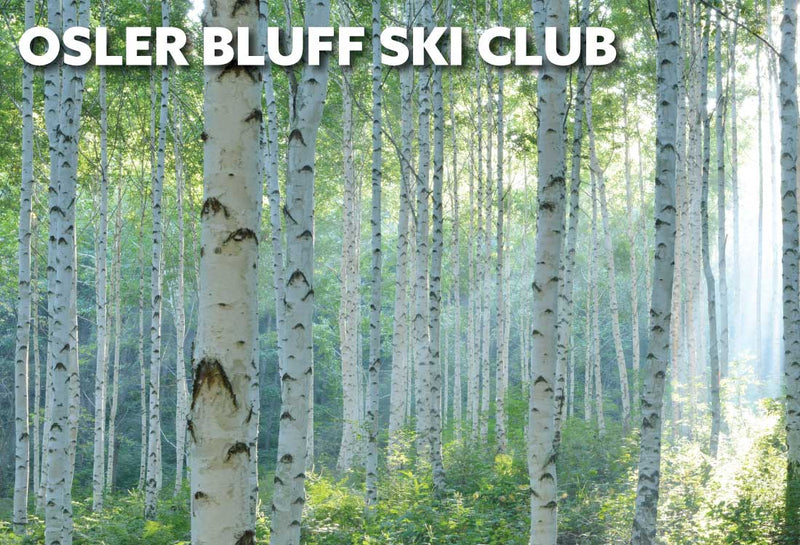 Birch trees in the summer