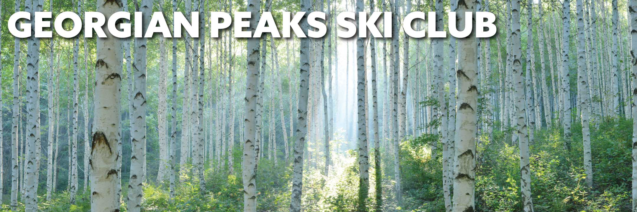 Birch trees in the summer